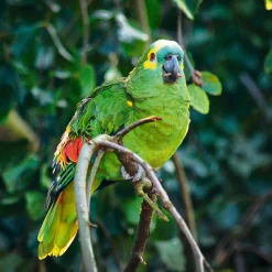 Artland Glasbild »Blaustirnamazone« Vögel 1 Stk. tlg. in verschiedenen Größen