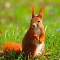 Artland Glasbild »Eichhörnchen Kontakt« Wildtiere 1 Stk. tlg. in verschiedenen Größen