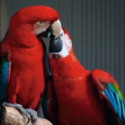 Artland Glasbild »Papageien« Vögel 1 Stk. tlg. in verschiedenen Größen