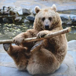 Artland Leinwandbild »Bär II« Wildtiere 1 Stk. tlg. auf Holzrahmen gespannt