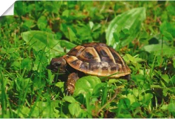 Artland Poster »Griechische Landschildkröten Baby« Reptilien 1 Stk. tlg. ohne Rahmen