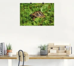 Artland Poster »Griechische Landschildkröten Baby« Reptilien 1 Stk. tlg. ohne Rahmen