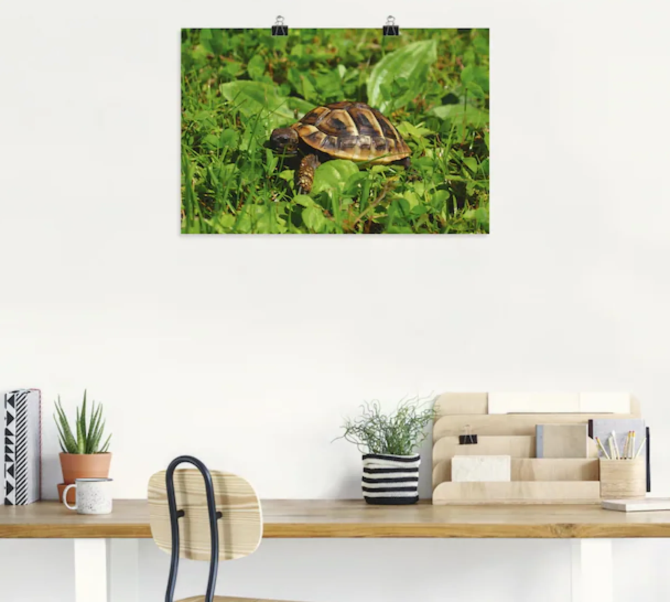 Artland Poster »Griechische Landschildkröten Baby« Reptilien 1 Stk. tlg. ohne Rahmen