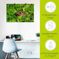 Artland Poster »Griechische Landschildkröten Baby« Reptilien 1 Stk. tlg. ohne Rahmen