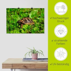 Artland Poster »Griechische Landschildkröten Baby« Reptilien 1 Stk. tlg. ohne Rahmen