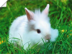 Artland Poster »Weißes Zwergkaninchen Baby« Wildtiere 1 Stk. tlg. ohne Rahmen