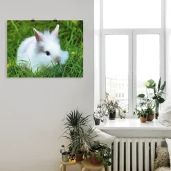 Artland Poster »Weißes Zwergkaninchen Baby« Wildtiere 1 Stk. tlg. ohne Rahmen