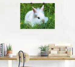 Artland Poster »Weißes Zwergkaninchen Baby« Wildtiere 1 Stk. tlg. ohne Rahmen
