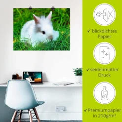 Artland Poster »Weißes Zwergkaninchen Baby« Wildtiere 1 Stk. tlg. ohne Rahmen