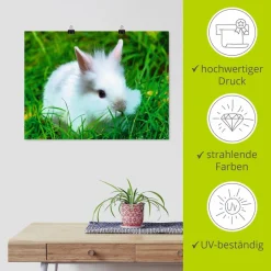 Artland Poster »Weißes Zwergkaninchen Baby« Wildtiere 1 Stk. tlg. ohne Rahmen