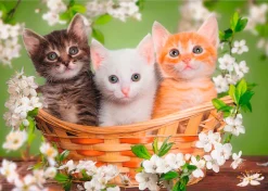 Artland Wandbild »Katzen sitzen in einem Korb« Haustiere 1 Stk. tlg. als Leinwandbild, Poster in verschied. Größen