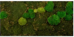 Bönninghoff Bild mit Rahmen »Moosbild "Mix Moos" 60x120 cm, weißer Rahmen« Natur 1 Stk. tlg. handgefertigt, jedes Bild ein Unikat