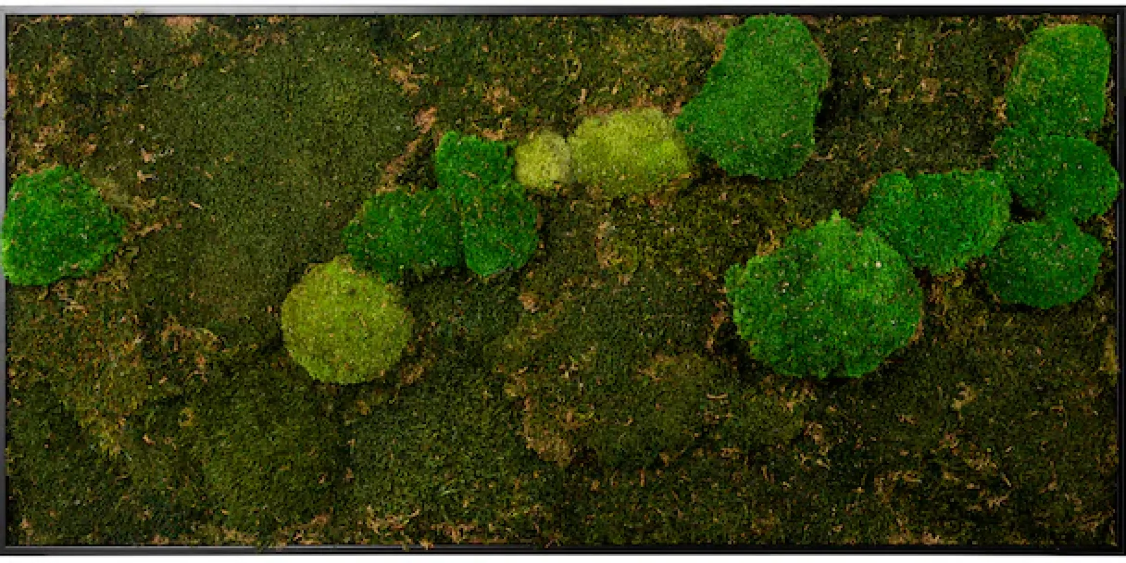 Bönninghoff Bild mit Rahmen »Moosbild "Mix Moos" 60x120 cm, schwarzer Rahmen« Natur 1 Stk. tlg. handgefertigt, jedes Bild ein Unikat