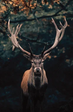 Bönninghoff Leinwandbild »Wandbild HIRSCH IM WALD 78x118 cm – Leinwandbild Keilrahmen Deko« Hirsch 1 Stk. tlg. auf Keilrahmen gespannt