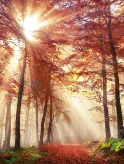 Bönninghoff Leinwandbild »Wandbild HERBSTWALD 46x61 cm – Leinwandbild Keilrahmen Deko modern« Wald 1 Stk. tlg. auf Keilrahmen gespannt