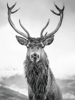 Bönninghoff Leinwandbild »Wandbild HIRSCH 46x61 cm – Leinwandbild Keilrahmen Deko modern« Hirsch 1 Stk. tlg. auf Keilrahmen gespannt