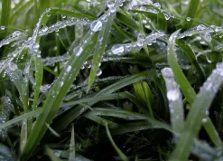 Express Küchen Küchenrückwand »"Regenwald", als Spritzschutz geeignet, mit Schutzlack versehen« in verschiedenen Breiten
