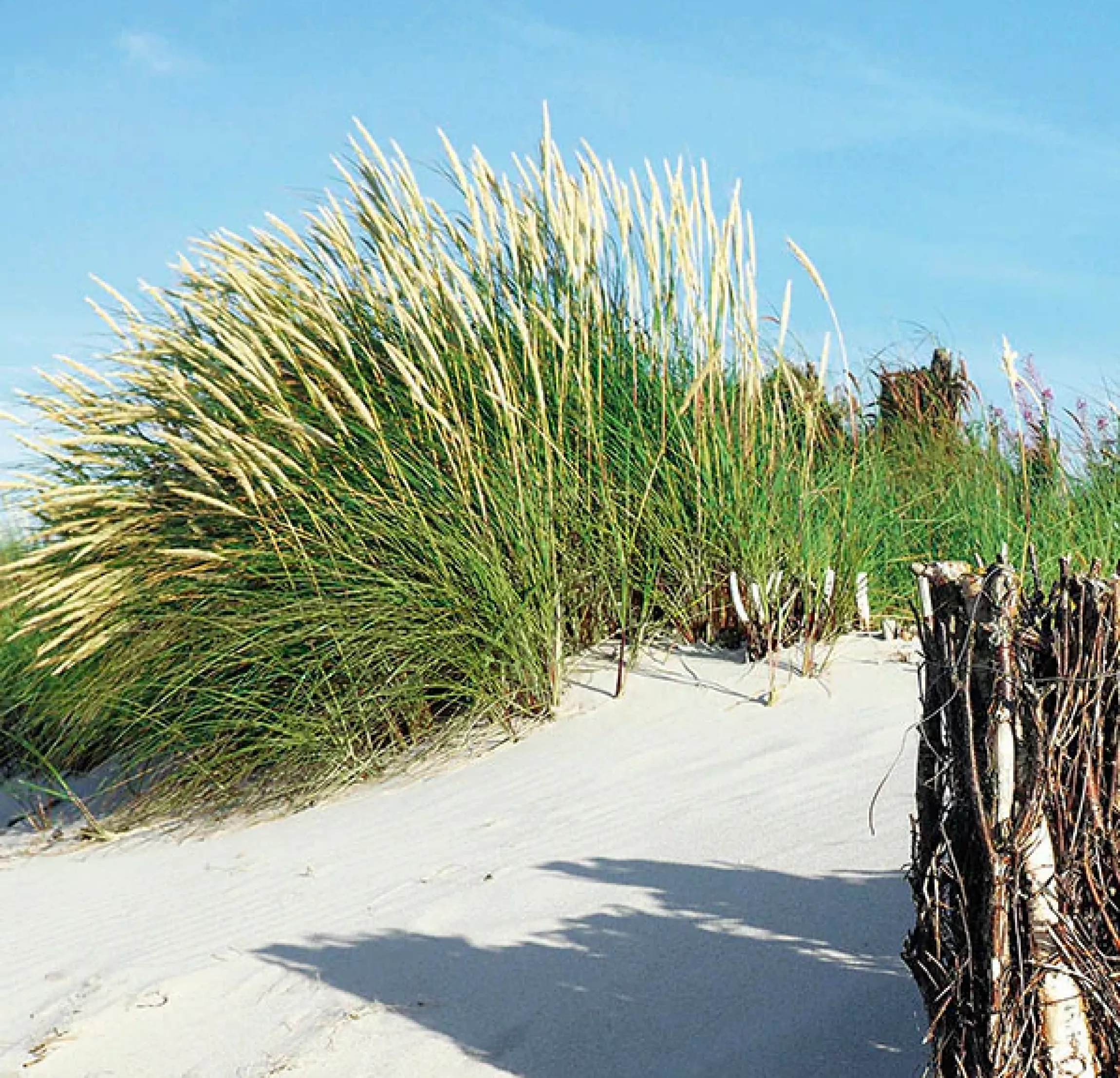Express Küchen Küchenrückwand »Strand«