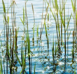Express Küchen Küchenrückwand »Seegras«