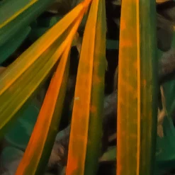 Komar Fototapete »Digitaldruck Vlies -Amazon Fern - Größe 400 x 250 cm« bedruckt glatt Wohnzimmer, Schlafzimmer