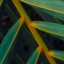 Komar Fototapete »Digitaldruck Vlies -Amazon Fern - Größe 400 x 250 cm« bedruckt glatt Wohnzimmer, Schlafzimmer