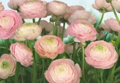 Komar Fototapete »Gentle Rosé - Größe 368 x 254 cm« bedruckt glatt Wohnzimmer, Schlafzimmer