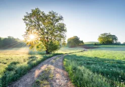 Komar Fototapete »Meadow Trail - Größe 368 x 254 cm« bedruckt glatt Wohnzimmer, Schlafzimmer