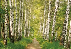 Komar Fototapete »Papier Fototapete - Birkenwald - Größe 368 x 254 cm« Motiv | bedruckt glatt