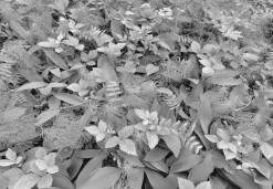 Komar Fototapete »Papier Fototapete - Forest Floor - Größe 368 x 254 cm« Motiv | bedruckt glatt