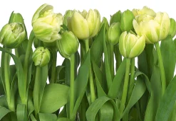 Komar Fototapete »Papier Fototapete - Tulips - Größe 368 x 254 cm« Motiv | bedruckt glatt