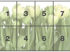 Komar Fototapete »Papier Fototapete - Tulips - Größe 368 x 254 cm« Motiv | bedruckt glatt