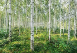 Komar Fototapete »Sunny Day - Größe 368 x 254 cm« bedruckt glatt Wohnzimmer, Schlafzimmer