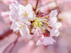 Komar Fototapete »Vlies Fototapete - Pink Blossom - Größe 248 x 184 cm« Motiv | bedruckt glatt