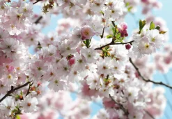 Komar Fototapete »Vlies Fototapete - Spring - Größe 368 x 254 cm« Motiv | bedruckt glatt
