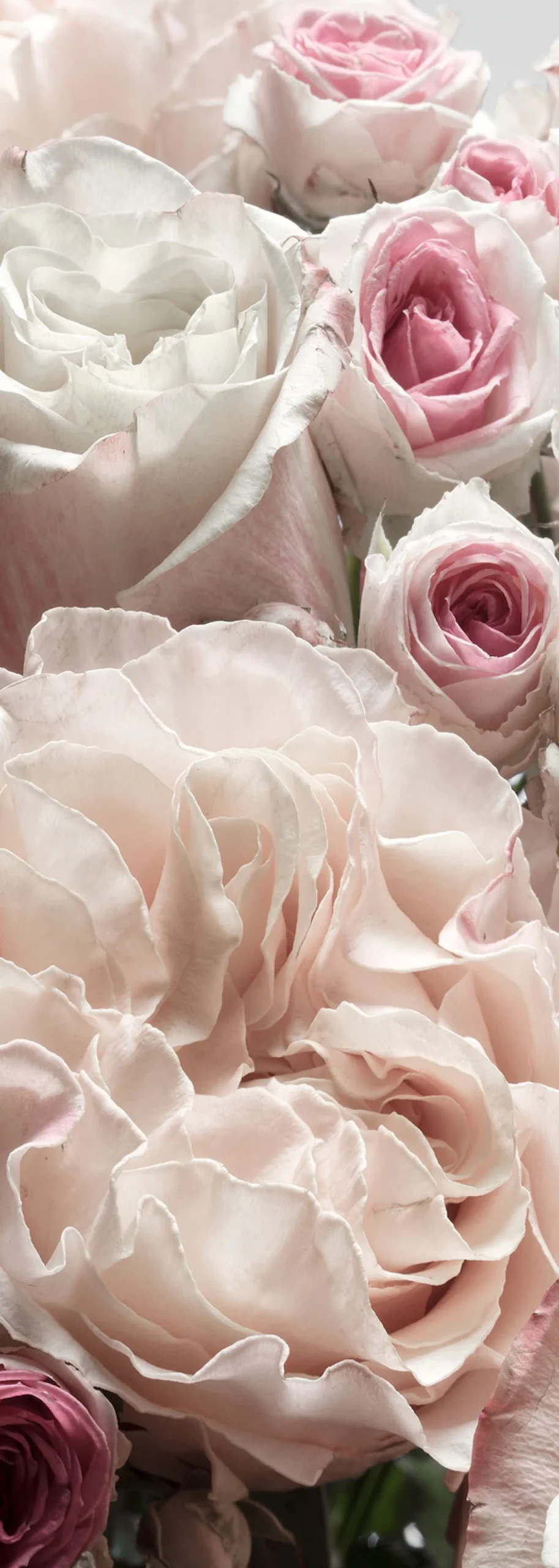 Komar Fototapete »Vlies Fototapete - Englische Rosen - Größe 100 x 280 cm« Motiv | bedruckt glatt