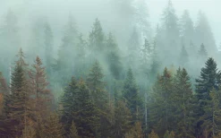 Komar Fototapete »Vlies Fototapete - Foggy Firs - Größe 400 x 250 cm« Motiv | bedruckt glatt