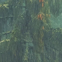 Komar Fototapete »Vlies Fototapete - Foggy Firs - Größe 400 x 250 cm« Motiv | bedruckt glatt