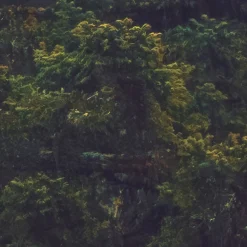 Komar Fototapete »Vlies Fototapete - Foggy Firs - Größe 400 x 250 cm« Motiv | bedruckt glatt