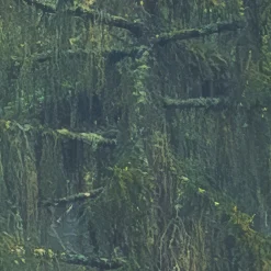 Komar Fototapete »Vlies Fototapete - Foggy Firs - Größe 400 x 250 cm« Motiv | bedruckt glatt