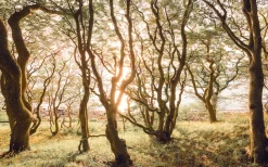 Komar Fototapete »Vlies Fototapete - Bold Birch - Größe 400 x 250 cm« Motiv | bedruckt glatt