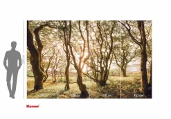 Komar Fototapete »Vlies Fototapete - Bold Birch - Größe 400 x 250 cm« Motiv | bedruckt glatt
