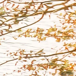 Komar Fototapete »Vlies Fototapete - Bold Birch - Größe 400 x 250 cm« Motiv | bedruckt glatt