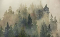 Komar Fototapete »Vlies Fototapete - Mystical Firs - Größe 400 x 250 cm« Motiv | bedruckt glatt