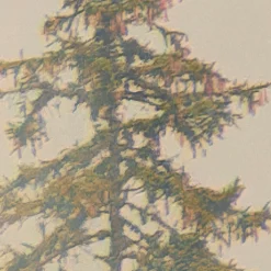 Komar Fototapete »Vlies Fototapete - Mystical Firs - Größe 400 x 250 cm« Motiv | bedruckt glatt