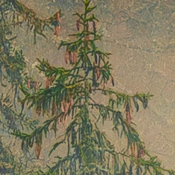 Komar Fototapete »Vlies Fototapete - Mystical Firs - Größe 400 x 250 cm« Motiv | bedruckt glatt