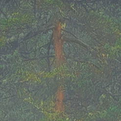 Komar Fototapete »Vlies Fototapete - Mystical Firs - Größe 400 x 250 cm« Motiv | bedruckt glatt