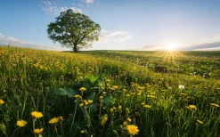 Komar Vliestapete »Digitaldruck Vlies -Frühling auf dem Land - Größe 450 x 280 cm« bedruckt glatt Wohnzimmer, Schlafzimmer