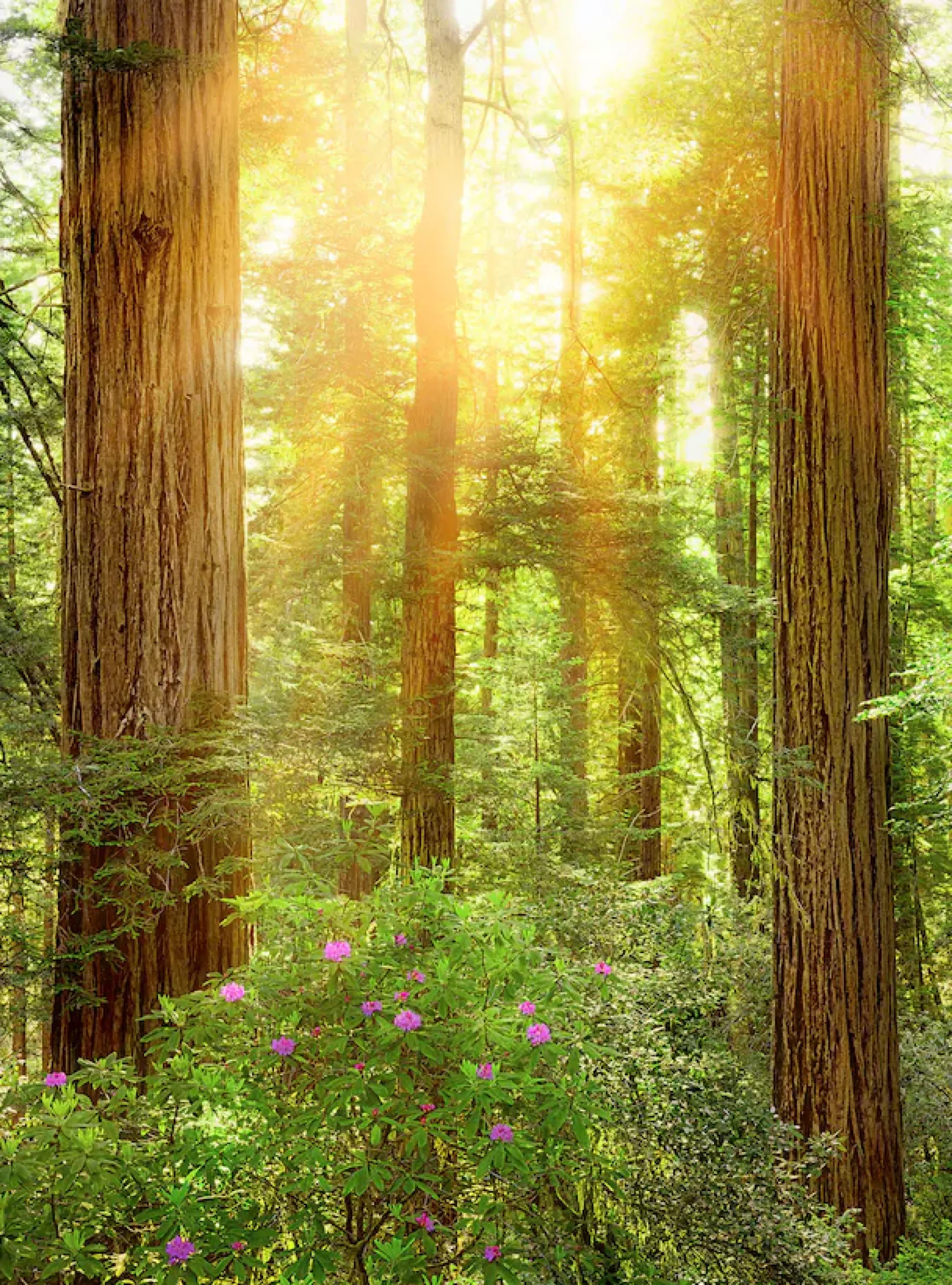 Komar Vliestapete »Digitaldruck Vlies -Redwood - Größe 200 x 260 cm« bedruckt glatt Wohnzimmer, Schlafzimmer