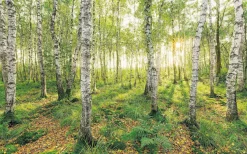 Komar Vliestapete »Digitaldruck Vlies -Birch Trees - Größe 400 x 250 cm« bedruckt glatt Wohnzimmer, Schlafzimmer