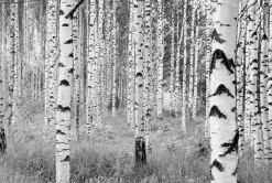 Komar Vliestapete »Vlies- Woods - Größe 368 x 248 cm« bedruckt glatt Wohnzimmer, Schlafzimmer